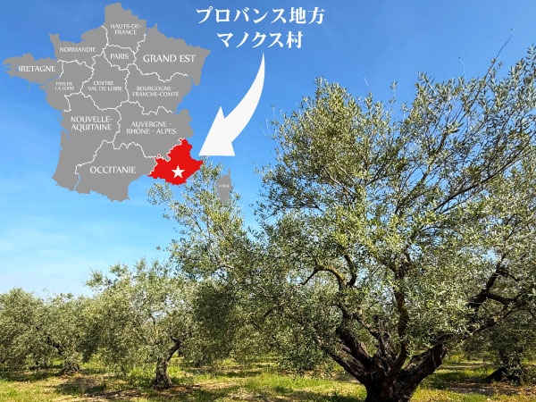 オリーブの木は家族の一員